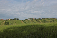 IMG_6774